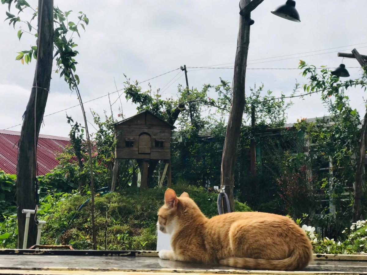 The Burrow Dalat Daire Dış mekan fotoğraf