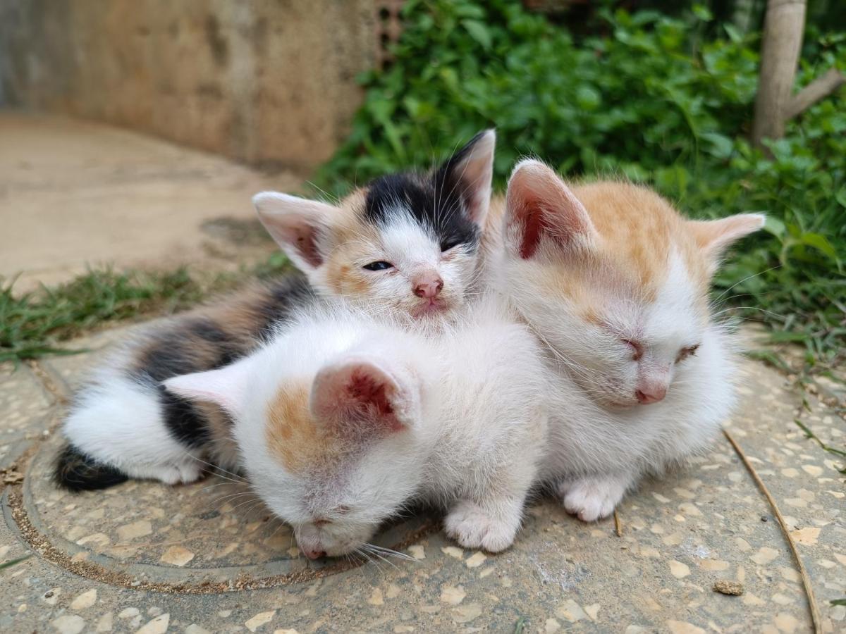 The Burrow Dalat Daire Dış mekan fotoğraf