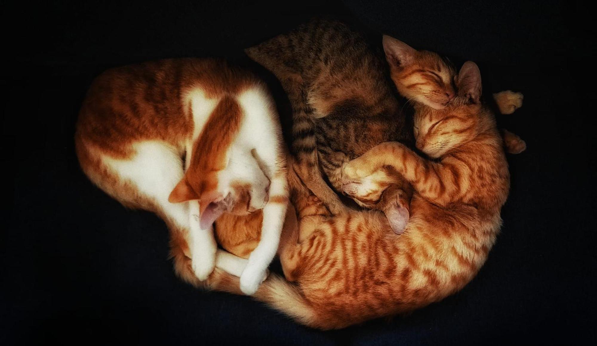 The Burrow Dalat Daire Dış mekan fotoğraf